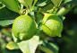 Preview: green lemon